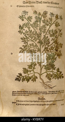 Une page botanique détaillée du 'New Kreüterbuch' présentant des espèces végétales utilisées en phytothérapie. Chaque spécimen est soigneusement illustré et étiqueté, montrant la compréhension scientifique et médicinale de la flore pendant la période de la Renaissance. Banque D'Images