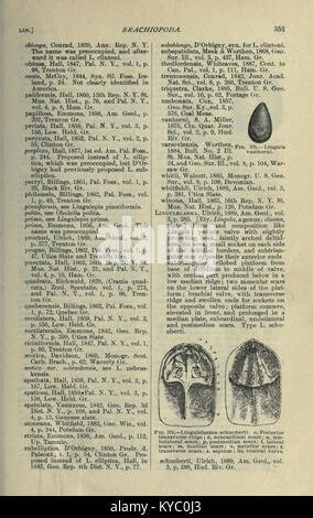 Géologie de l'Amérique du Nord et de l'utilisation de palaeontology amateurs, étudiants, et les scientifiques (page 351) BHL17167186 Banque D'Images