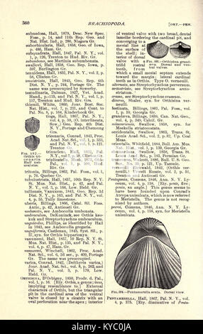 Géologie de l'Amérique du Nord et de l'utilisation de palaeontology amateurs, étudiants, et les scientifiques (page 360) BHL22014625 Banque D'Images