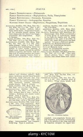 Géologie de l'Amérique du Nord et de l'utilisation de palaeontology amateurs, étudiants, scientifiques et BHL22014840 Banque D'Images