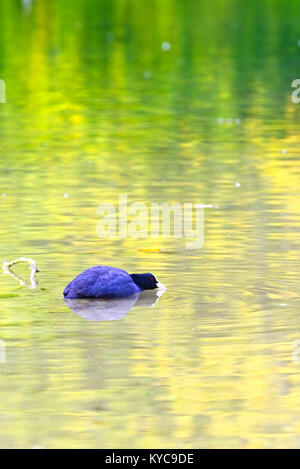 Foulque macroule (Fulica altra) menace de s'afficher sur un petit lac Sussex, Angleterre, Royaume-Uni. Banque D'Images