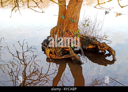 Exposés des racines d'arbre dans l'eau au bord d'Salhouse large sur les Norfolk Broads à Salhouse, Norfolk, Angleterre, Royaume-Uni, Europe. Banque D'Images