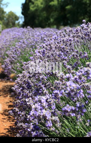 Lavandula angustifolia ou connu sous le nom de Lavande Anglaise Banque D'Images