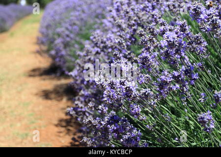 Lavandula angustifolia ou connu sous le nom de Lavande Anglaise Banque D'Images