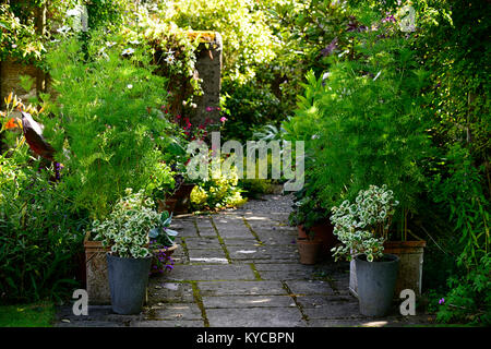 patio,entrée,pots,containers,cosmos,pelargonium variégé,isolé,luxuriant,été,jardin,jardinage,RM Floral Banque D'Images