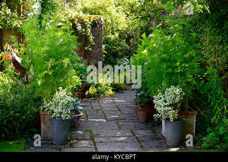 patio,entrée,pots,containers,cosmos,pelargonium variégé,isolé,luxuriant,été,jardin,jardinage,RM Floral Banque D'Images