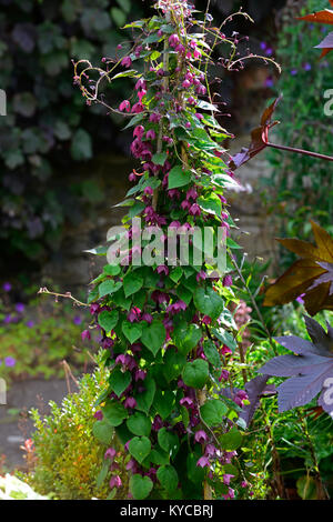 Tigridia pavonia, violet,vigne,bell trépied obélisque,support,le soutien,escalade,grimpeur,vrilles,rampante,jardin,fonction,jardins floraux,RM Banque D'Images