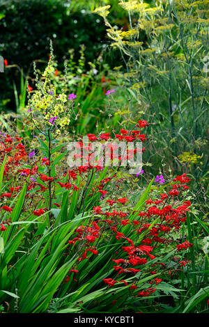 Crocosmia lucifer,verbascum,Purpureum Foeniculum vulgare Fenouil bronze,feuilles,fleurs,feuilles,fleurs,rouge,jardin,Fleurs,RM jardins Banque D'Images