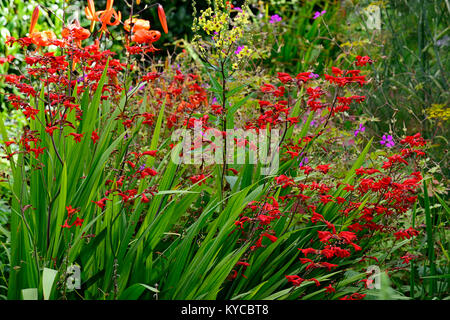 Crocosmia lucifer,verbascum,Foeniculum vulgare Purpureum,lilium lancifolium,fenouil,bronze,feuilles,fleurs,feuillage rouge fleurs jardins,jardin,Flore,RM Banque D'Images