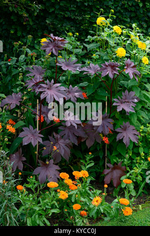 Ricinus communis,feuilles,sombre,feuillage,centre,centre,usine,exotiques,dramatique, la plantation de fleurs,RM Banque D'Images