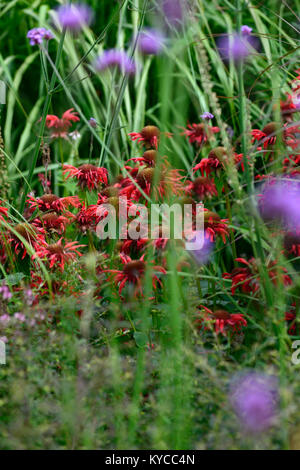 Monarda squaw,rouge,fleurs,fleurs,la plantation des prairies,style,jardin,Fleurs,RM jardins Banque D'Images