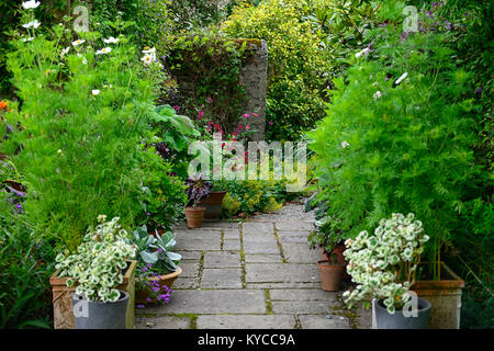 patio,entrée,pots,containers,cosmos,pelargonium variégé,isolé,luxuriant,été,jardin,jardinage,RM Floral Banque D'Images