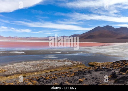 Les flamants roses dans la Laguna Colorada sous le ciel bleu, Uyuni Bolivia Banque D'Images