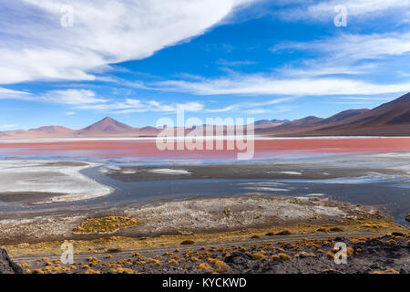 Les flamants roses dans la Laguna Colorada sous le ciel bleu, Uyuni Bolivia Banque D'Images