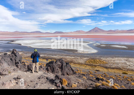 Les flamants roses dans la Laguna Colorada sous le ciel bleu, Uyuni Bolivia Banque D'Images