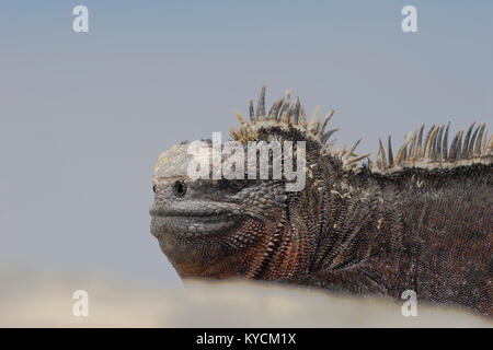 Iguane marin des Galapagos (Amblyrhynchus cristatus), Punta Moreno, Isabela, Îles Galápagos Banque D'Images