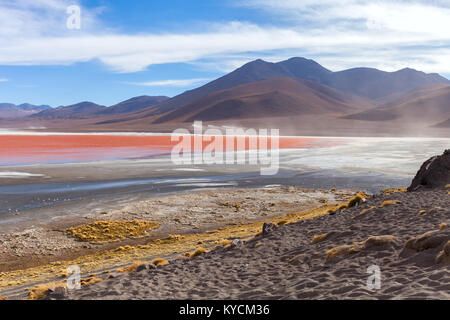 Les flamants roses dans la Laguna Colorada sous le ciel bleu, Uyuni Bolivia Banque D'Images