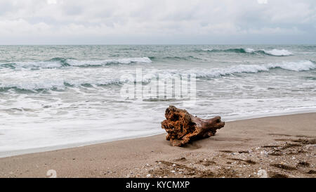 Tronc d'arbre échoué sur la rive à la saison d'hiver, San Rossore, Pise, Toscane, Italie Banque D'Images