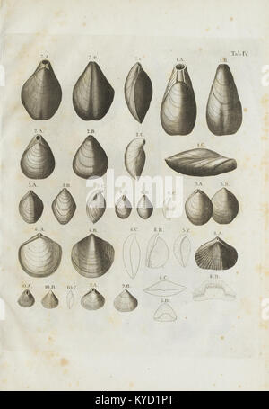 Petrificata cretaceae suecana formationis (tableau IV) BHL48250226 Banque D'Images