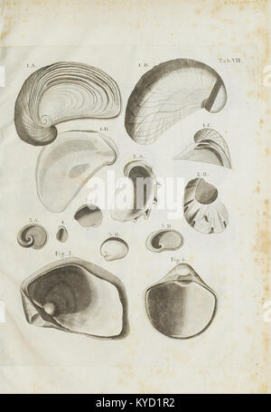 Petrificata cretaceae suecana formationis (Tableau VIII) BHL48250234 Banque D'Images