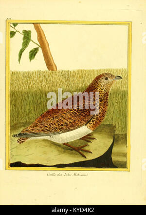 Gravure colorée à la main à partir de planches enluminées d’histoire naturelle illustrant des oiseaux et des mammifères, réalisée sous la supervision de Buffon à la fin du XVIIIe siècle pour la série histoire naturelle, montrant de la précision dans l’illustration scientifique. Banque D'Images