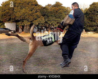 (180114) -- SHANGHAI, 14 janvier 2018 (Xinhua) -- une policedog reçoit la formation de mordre dans l'est de la Chine, Shanghai, 14 janvier 2018. La 10e division de l'enquête criminelle de l'escadron du Bureau de la sécurité publique de Shanghai a plus de 100 policedogs. Les chiens avaient à garder la formation quotidienne, même dans le froid de l'hiver afin de maintenir leur mémoire et d'autres capacités. (Xinhua/Jun Fan) (qxy) Banque D'Images