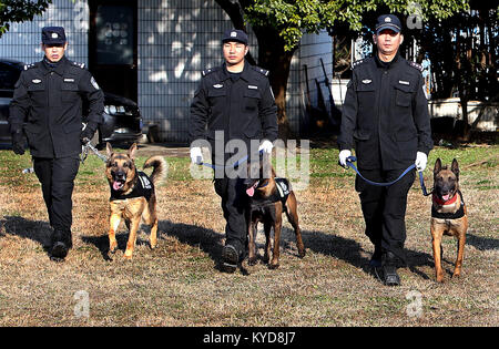 (180114) -- SHANGHAI, 14 janvier 2018 (Xinhua) -- Policedogs et leur maître à se préparer pour la formation dans l'est de la Chine, Shanghai, 14 janvier 2018. La 10e division de l'enquête criminelle de l'escadron du Bureau de la sécurité publique de Shanghai a plus de 100 policedogs. Les chiens avaient à garder la formation quotidienne, même dans le froid de l'hiver afin de maintenir leur mémoire et d'autres capacités. (Xinhua/Jun Fan) (qxy) Banque D'Images