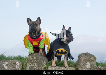 Newlyn, Cornwall, UK. 14Th jan 2018. Diesel et Lilly, bouledogues français, n'étaient pas protéger la population de Newlyn cet après-midi à partir de n'importe quel passant des méchants, de la robe de votre animal jusqu'jour. Crédit : Simon Maycock/Alamy Live News Banque D'Images