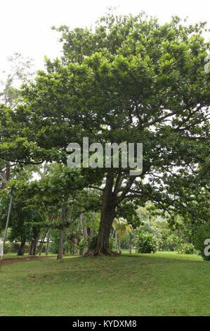 Terminalia catappa, connue sous le nom d'amande tropicale, est une espèce d'arbre trouvée à la Réunion, reconnue pour ses feuilles larges, ses graines comestibles et sa présence dans les écosystèmes tropicaux. Banque D'Images