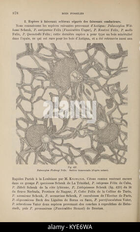 Une page du 'Traité de paléontologie', présentant des données paléontologiques et la classification fossile d'une étude scientifique complète sur la vie préhistorique. Banque D'Images