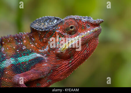 Le Furcifer pardalis caméléon panthère -, Madagascar Banque D'Images