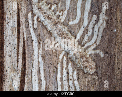 Passages de larve de dendroctone sous écorce d'arbre Banque D'Images