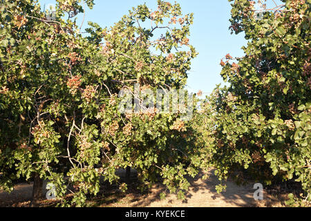 Rangées de pistachiers, écrous à échéance en verger 'Pistacia vera'. Banque D'Images