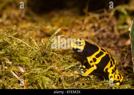 À bandes jaunes Poison Dart Frog Banque D'Images