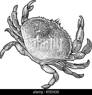 Illustration du crabe, dessin, gravure, encre, dessin au trait, vector Illustration de Vecteur