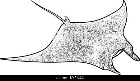 Manta Ray illustration, dessin, gravure, encre, dessin au trait, vector Illustration de Vecteur