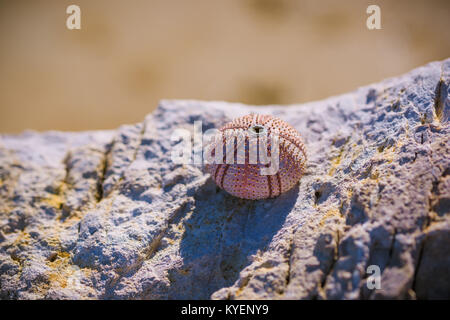 Coquille d'Oursin (Echinoderm) avec motif de perles, sur un rocher, dans la plage de Gialova, Grèce. Banque D'Images