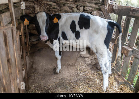 Tagged et veau isolé dans une ferme de vaches laitières dans le village rural de Rios, Paradela, province de Lugo, Galice, Espagne Banque D'Images