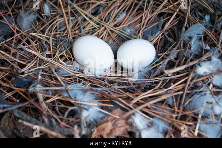 Deux pigeonniers oeufs dans le nid. Bonjour printemps Banque D'Images