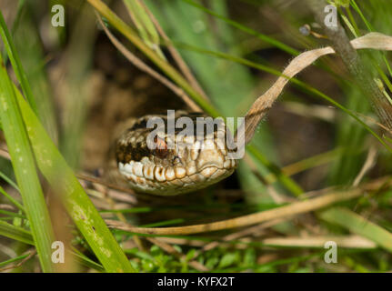 Gros plan d'une femelle gravide adder (Vipera berus) dans le Nord de l'Angleterre des Pennines Uplands. Banque D'Images