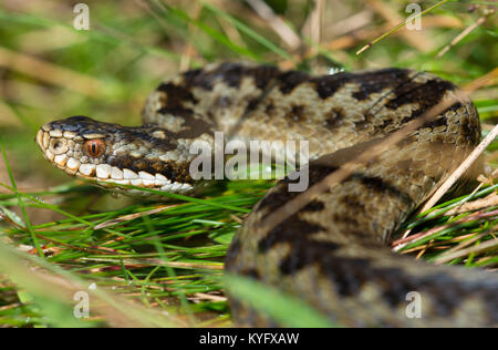 Femelle gravide vipère Vipera berus dans le Nord de l'Angleterre des Pennines Uplands. Banque D'Images