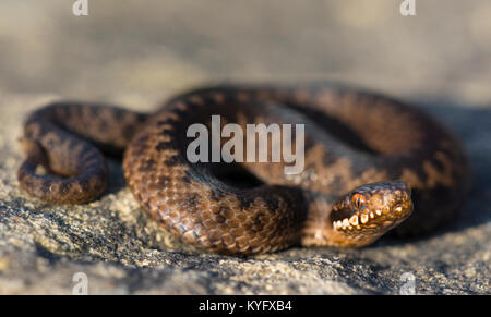 L'additionneur pour nouveau-né/nouveau né (Vipera berus) sur un rocher dans le Nord de l'Angleterre, Royaume-Uni Banque D'Images