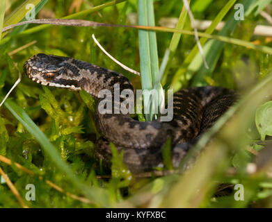 Nouvelle naissance/bébé/nouveau-né Adder Vipera berus dans l'herbe dans le Nord de l'Angleterre UK Banque D'Images