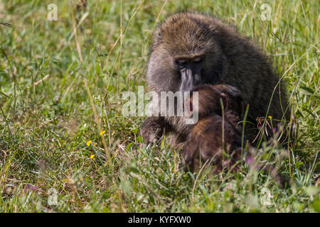 Mignon bébé babouin jouant dans l'herbe avec la mère, de la famille des mokeys, octobre 2017 Le parc national de Nakuru, Kenya, Africa Banque D'Images