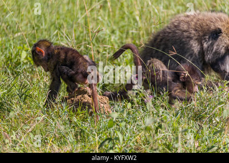 Mignon bébé babouin jouant dans l'herbe, famille de mokeys, octobre 2017 Le parc national de Nakuru, Kenya, Africa Banque D'Images