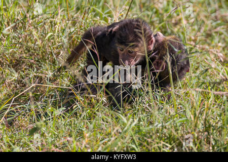 Mignon bébé babouin jouant dans l'herbe, famille de mokeys, octobre 2017 Le parc national de Nakuru, Kenya, Africa Banque D'Images