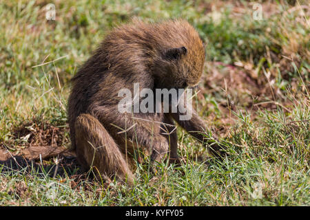 Babouin adultes assis sur de l'herbe, closeup portrait Octobre 2017 Le parc national de Nakuru, Kenya, Africa Banque D'Images