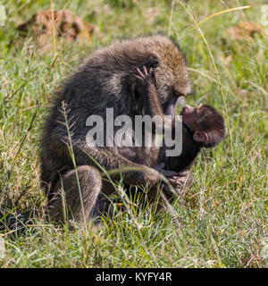 Mignon bébé babouin accroché à sa mère, la famille de mokeys joue, octobre 2017 Le parc national de Nakuru, Kenya, Africa Banque D'Images