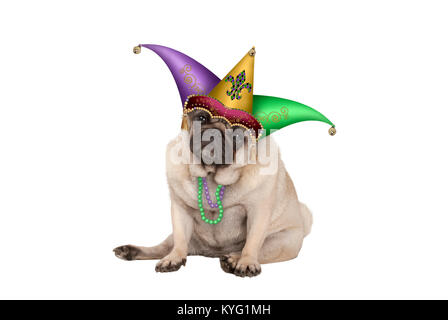 Carnaval Mardi gras grincheux mignon chiot pug dog s'asseoir avec les arlequins jester hat, isolé sur fond blanc Banque D'Images