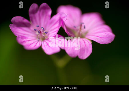 Belle fleur de géranium pourpre dans la nature Banque D'Images